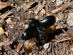 Trypocopris pyrenaeus