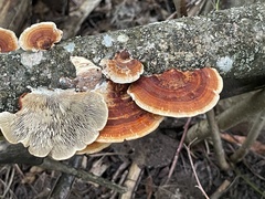 Daedaleopsis tricolor