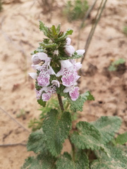 Stachys bolusii