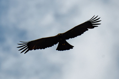 Ictinaetus malaiensis