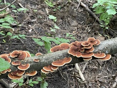 Daedaleopsis tricolor