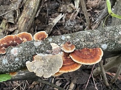 Daedaleopsis tricolor