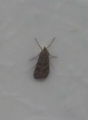 Nomophila noctuella
