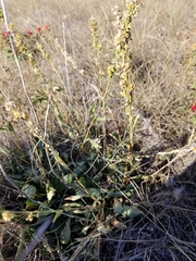 Solidago spathulata