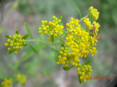 Odontarrhena muralis