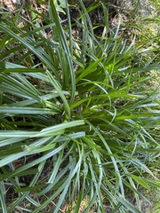Eleusine indica