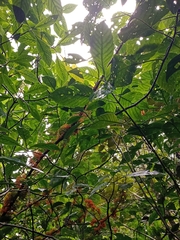 Urera caracasana