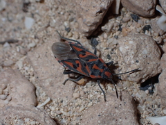 Spilostethus saxatilis