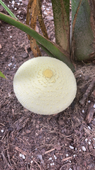 Leucocoprinus birnbaumii