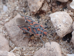 Spilostethus saxatilis