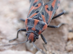 Spilostethus saxatilis