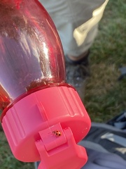 Endomychus coccineus