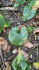 Maianthemum dilatatum