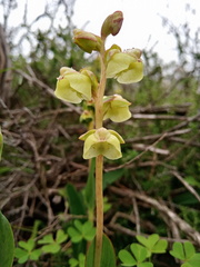 Pterygodium catholicum