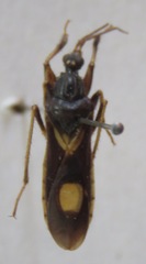 Reduviidae