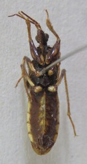 Reduviidae