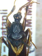 Reduviidae