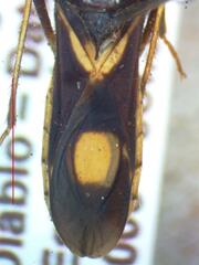 Reduviidae