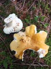 Russula ochroleuca