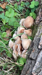 Candolleomyces candolleanus