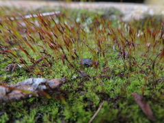 Tortula muralis