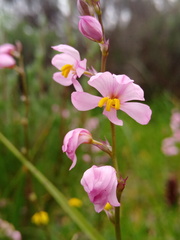 Ixia scillaris