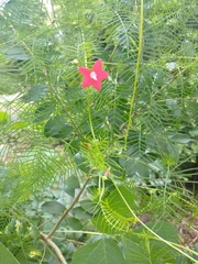 Ipomoea quamoclit