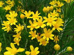 Euryops