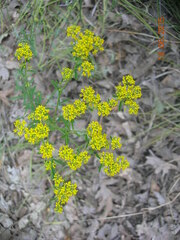 Odontarrhena muralis