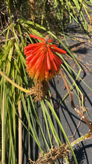 Kniphofia uvaria