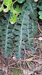 Asplenium ceterach