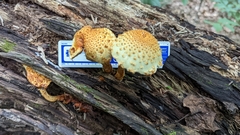 Pholiota squarrosoides