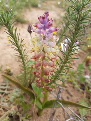 Lachenalia pallida