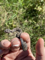 Heterodon platirhinos