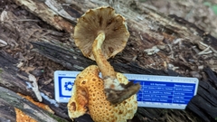 Pholiota squarrosoides