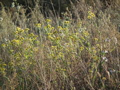 Chrysanthemum indicum