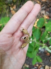Behenantha