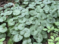 Asarum europaeum