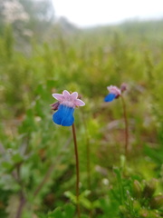 Nemesia barbata