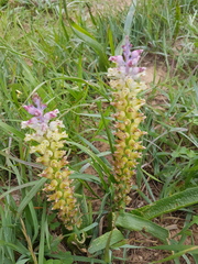 Lachenalia pallida