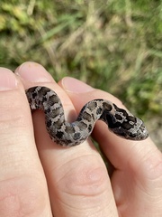 Heterodon platirhinos