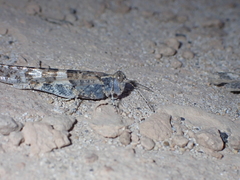 Sphingonotus rubescens