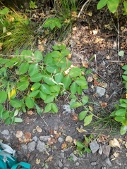 Behenantha