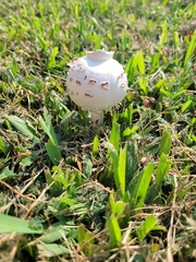 Chlorophyllum rhacodes