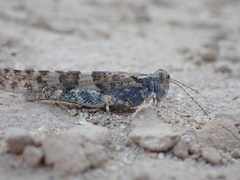 Sphingonotus rubescens