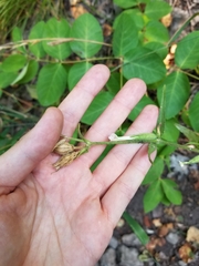 Behenantha