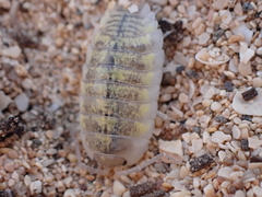 Porcellio spinipes