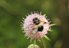Volucella pellucens