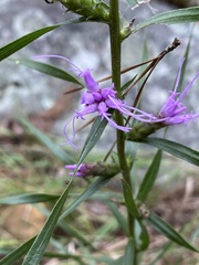 Liatris hirsuta