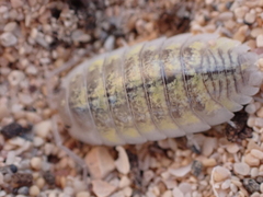 Porcellio spinipes